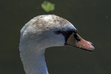 A Portrait of a swan with water droplets.の写真素材