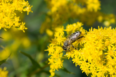 Big bee on yellow flower sunny insect naturalの写真素材