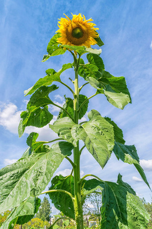 Sunflower with green leaves and clear sky at summer naturalの写真素材