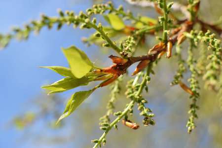 Bloom on branch of poplar with buds at summer close-up tree