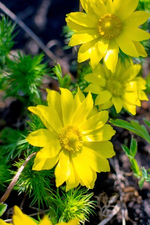 Yellow flowers at garden in summer close up gardenの写真素材