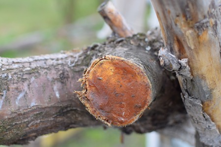 Cut of branch of apple at garden with wax treeの写真素材