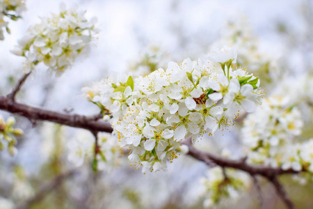 Watering the garlic at summer by green watering can with rainbowの写真素材