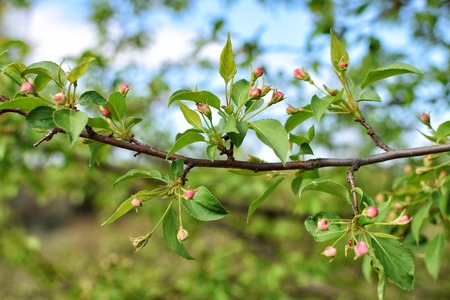 Branch with blossom of plumat summerの写真素材