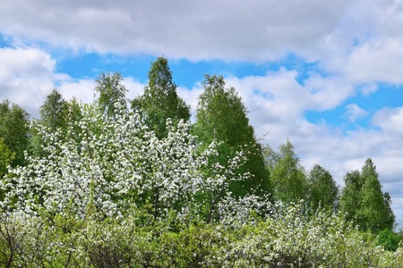 Green tree and blue sky with clouds natureの写真素材