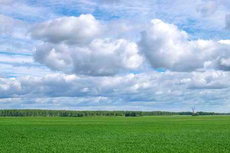 Green field of grass with big clouds on blue sky natureの写真素材