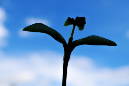 Plants silhouette against the blue sky with petals hobbyの写真素材