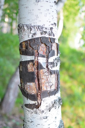 Rare texture of birch bark in forest at summer natureの写真素材