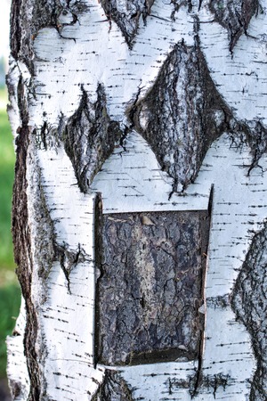 funny face with rhombus eyes and square mouth on the birch bark joy happy natureの写真素材