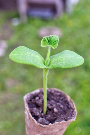 Seedling plants in a pot with soil for planting in the garden in spring natureの写真素材