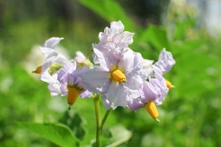 Violet flower of potato at summer in garden close-up natureの写真素材