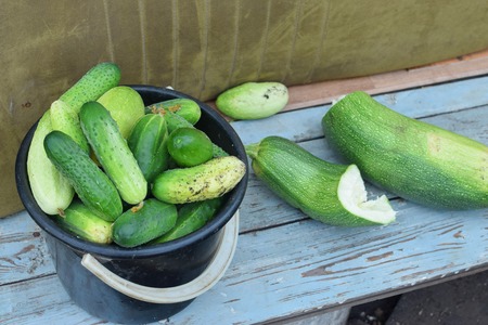 Black bucket with fresh green cucumbers on bench at garden in summer harvestの写真素材