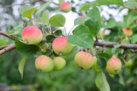 Juicy colorful apples on branch at autumn at garden natureの写真素材