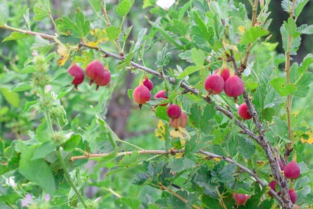 Red fresh gooseberries on branch at garden in summer with green leaves natureの写真素材