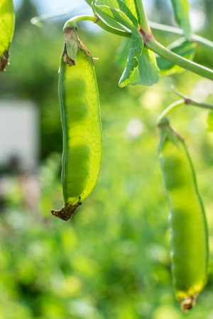 Rays of light shine through transparent pod of green peas without one pea inside visible close up at garden in summer natureの写真素材