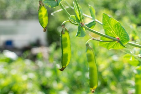 Green peas inside pods with sunlight through pod in summer natureの写真素材