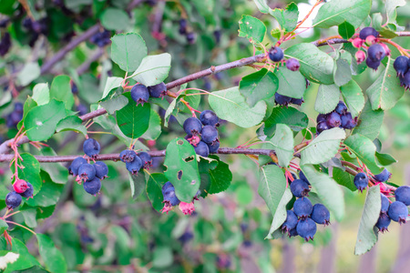 Harvest of shadberry on banch of bush with green leaf natureの写真素材