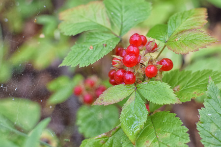 Fresh red berry on branch with green leaves with web in forest naturalの写真素材