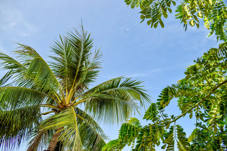 Green tropical leaves of palm with clear sky background nature