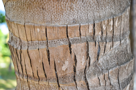 Texture of trunk of old palm with cracks close upの写真素材