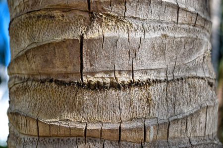 Trunk of palm with cracks close up in Vietnamの写真素材