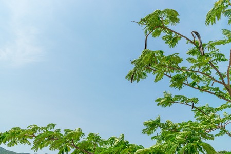 Tropical branches with green leaves with clear blue sky backgroundの写真素材