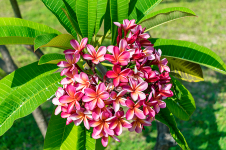 Fluffy pink flower with green leaves close-up naturalの写真素材