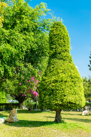 Trimmed tree of oval shape in park on a sunny dayの写真素材