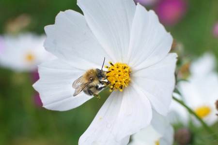 Big bee on white flower with yellow centerの写真素材