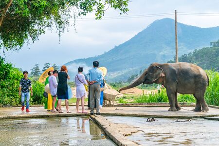 DALAT, VIETNAM - APRIL 15, 2019: Tourists feed an elephant on tour in Dalat Vietnamのeditorial素材