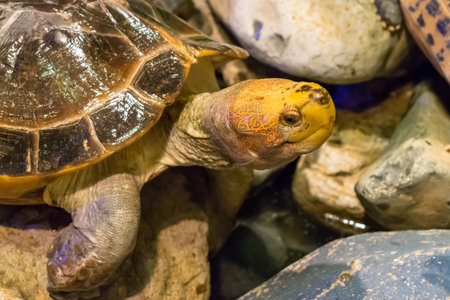 Brown tortoise with big eyes on stonesの写真素材