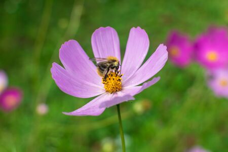 Big beautiful bumblebee on flower with purple petals collects nectarの写真素材