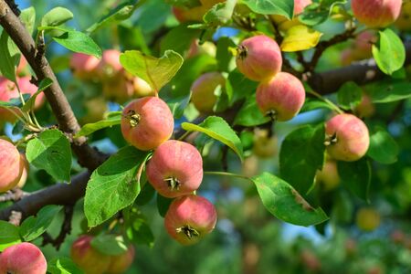 Harvest ripe pink apples on branch of tree with green leaves in autumnの写真素材