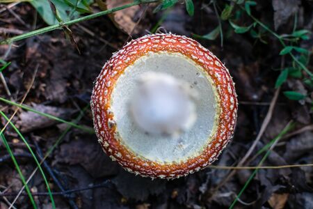 The bottom of the red mushroom cap against the background of the earth with grassの写真素材