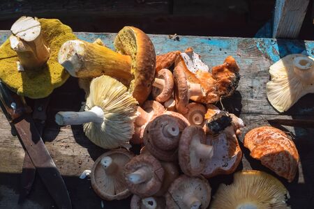A heap of various mushrooms under the sunlight at autumnの写真素材