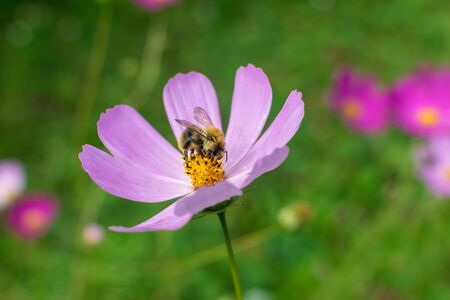 A large beautiful bumblebee on a flower with purple petals collects nectar under sunlightの写真素材