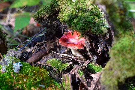 Amanita under a log and green moss under the sunlight in forestの写真素材