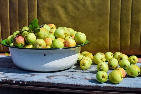 Harvest of ripe apples in an iron pelvis under the sunlightの写真素材