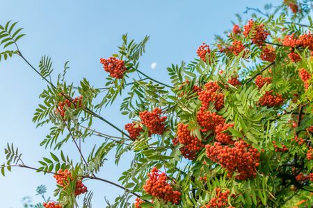 A branch of ripe red rowan against sky in autumnの写真素材