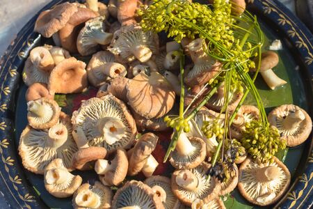 Boiled mushrooms with dill on metal plate under sunlightの写真素材