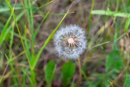 Seedless white dandelion with blurry background in green grassの写真素材
