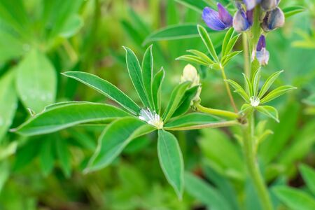 A drop of water in the center of a green leaf in grassの写真素材