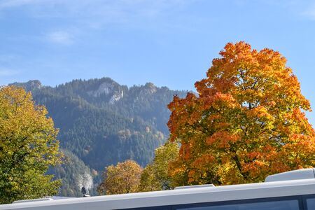Orange autumn tree in the Alps against blue sky with mountains in hazeの写真素材