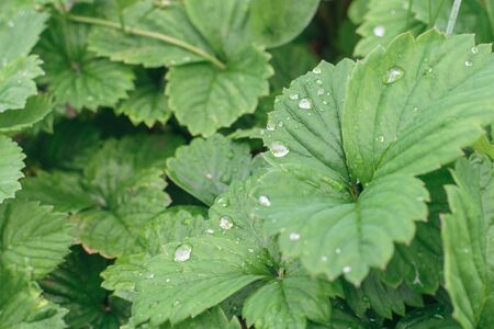 Drops of water on green leaves of strawberries after rain in garden in morningの写真素材