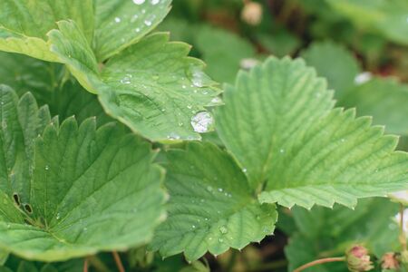 A large drop of water on the edge of a green strawberry leaf at gardenの写真素材