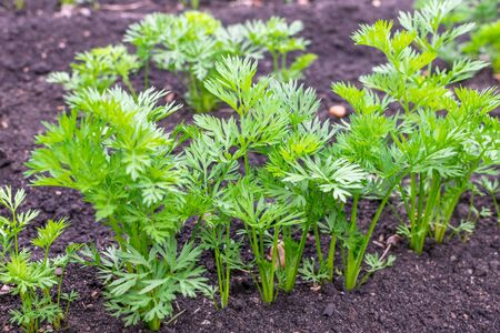 Green tops of small carrots in the gardenの写真素材