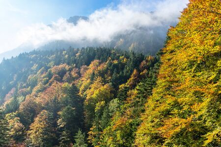 Colorful autumn forest in the mountains in the morning sun in cloudsの写真素材