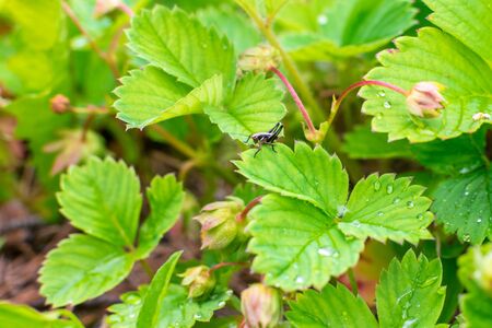Grasshopper on a wet strawberry leaf in the garden under the sunの写真素材