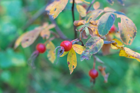 Red rosehip berries in forest on a bush branch