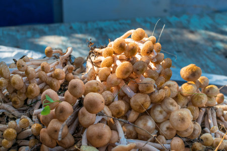 A bunch of dirty mushrooms with grass under sunlights at harvest in autumn